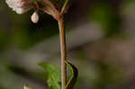 Dogtongue buckwheat